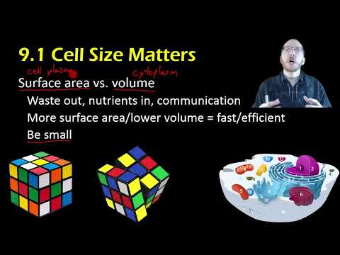 What factors limit the size of cells?