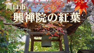 興禅院の紅葉2022