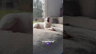 Dog Couldn’t Resist Wait to Tattle on the Girlfriend! - RxCKSTxR Comedy Voiceover