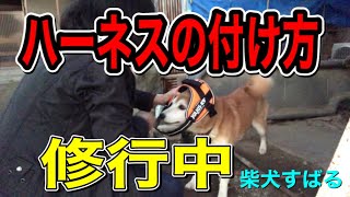 【柴犬かわいい】ハーネスの付け方でコツがちょっとわかった