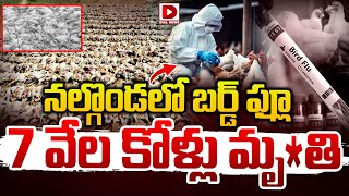 LIVE : నల్గొండలో బర్డ్‌ ఫ్లూ 7 వేల కోళ్లు మృ*తి || 7000 Chickens D*ie Due to Bird Flu in Nalgonda