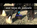 Caballos Argentinos Tv - Gypsy Vanner Argentina - Magical Ranch - AMÉRICA SPORTS