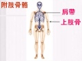 高中生物【教學視訊】焦點 158 骨骼、骨髓：