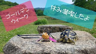 フトアゴとリクガメの休日