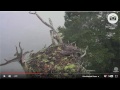 eagle attack on osprey nest bremen maine