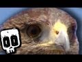 Deadliest Air Predators #8 | Earth Unplugged