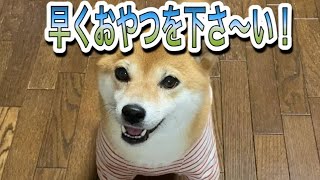 柴犬はなちゃん！『おやつが早く欲しくて雑なお手！からのタッチ！』