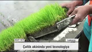 Çəltik əkinində yeni texnologiya