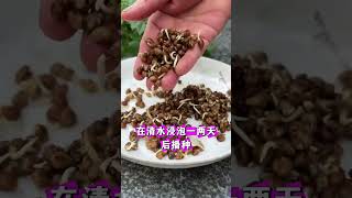 春季空心菜怎么种才能发芽快出苗齐 #农业种植 #蔬菜种植 #空心菜种植 #空心菜种植方法 #种植小技巧