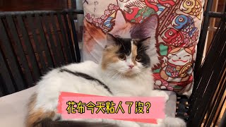 【米多有猫隐】猫咪到底可以有多粘人呢？主人在哪里，小可爱就在哪里~