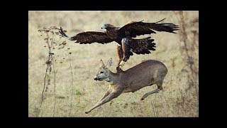 Un Aigle qui attrape le cerf en plein vol