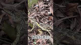 嘉義｜石硦林場｜斯文豪氏攀蜥蜴🦎｜就是槓上了愛打架｜ #生活聲音記錄 20230429