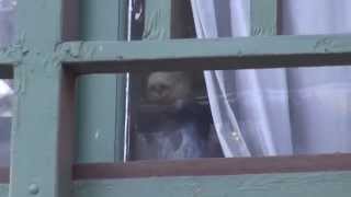 Bear breaks into a Downieville, CA Cafe