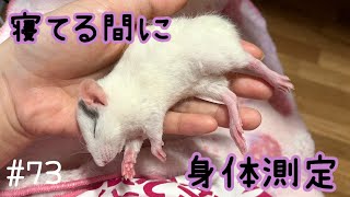 【fancyrat】While the rats sleep...