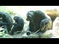 アラレとハルちゃんは石器人 arale and haru are stone age man. 　よこはま動物園ズーラシア　チンパンジー　202107