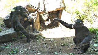 アラレとハルちゃんは石器人(Arale and Haru are Stone Age man.)　よこはま動物園ズーラシア　チンパンジー　202107