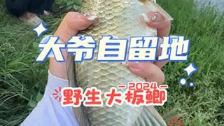 大爷的自留，黄金大鲫鱼连杆，没想到大爷竟然……dou来钓鱼 野生大板鲫 野河野钓 抖音垂钓嘉年华