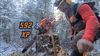 Husqvarna 592XP falling and bucking a Douglas Fir tree for firewood. #firewood #logging #husqvarna