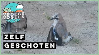 Gaaien nemen een mierenbad | Zelf Geschoten | Vroege Vogels