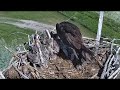 Eagle father brings food, eagle mother feeds the chicks 06/07/2024