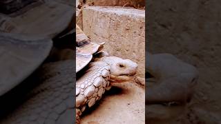 unbelievable beauty wild tortoise #youtube #shorts