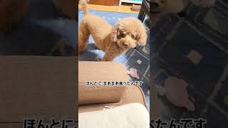 高齢犬の日常🐶ダイエット必要ですか?#トイプードル #かわいいもふもふ #犬のいる暮らし #老犬#シニア犬との暮らし #fyp