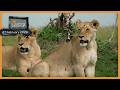 Leopards, lions, and cheetah - SafariLIVE Catch Up, 27 February 2026