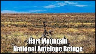 Hart Mountain National Antelope Refuge: A wildlife safari, Oregon