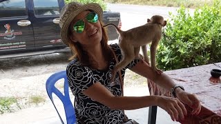 การแสดงโชว์ลิง ศูนย์ลิงสมุย Samui Monkey Theater, Thailand