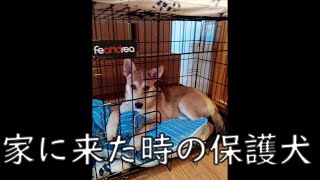 保護犬が過保護犬に　ワンジローの一番古い映像