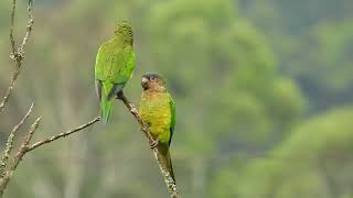 Brown throated Parakeet birding Colombia