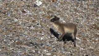 Arctic fox July 7, 2023