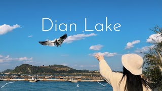 Feeding Seagulls by the Dian Lake