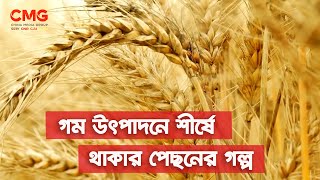 কীভাবে সবচেয়ে বেশি গম উৎপাদনকারী দেশ হয়ে উঠলো চীন? | #WheatProduction #China