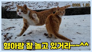 별아~~ 동생 잘 데리고 있거라~~  Loving a cat...❤  4K Cat Video..