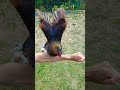 l envol de notre poule wendy poule animaux