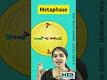 🔬mitosis in minutes for exam prep📚✨ pantnagarug biology neet neetbiology facts studytips