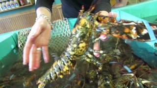 Rare calico lobster lands on Cape Cod