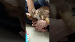 膝の上に乗ると眠くなっちゃう #shorts #子犬 #チワワ #クーッとくぅちゃん #chihuahua