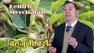 बहुगुनी बर्रो | Belleric Myrobalan | DrDB | Dr. DB Sunuwar | Holistic Health