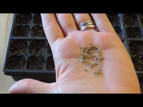 How To Start Seeds Indoors - YouTube