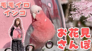 インコ お出かけリュック お花見 さんぽ🌸【モモイロインコ】