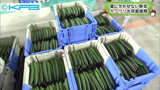 夏に欠かせない野菜　キュウリ出荷最盛期