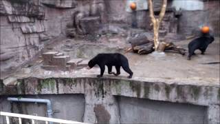 【閲覧注意】マレーグマさん、落下しそう・・・（天王寺動物園）[Reading notice] Malama, likely to fall ... (Tennoji Zoo)