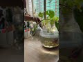 fish globe കൊണ്ട് ഇങ്ങിനെയും ചെയ്യാം..🌱 plants diy tipsandtricks youtubeshorts shorts