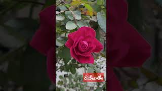 The Meaning Behind the Red Rose: Symbolism and Significance#ytshorts #shorts#flowers #youtubeshorts