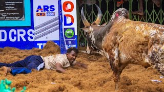 Alanganallur Jallikattu 2025. Page 08 Videos | அலங்காநல்லூர் ஜல்லிக்கட்டு 2025. Page 08 Videos