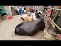 ধোলাইখাল হাট ২০২৪ বড় বড় অস্ট্রাল গরু dholaikhal haat 2024 big big cow giant bulls