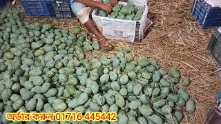 নওগাঁর সাপাহারে সুস্বাদু আম্রপালি আম || Naogaon || Sapahar || Mango