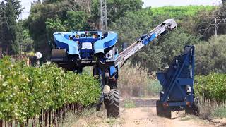 בציר ענבים ליין בישראל - Grape harvest for wine in Israel